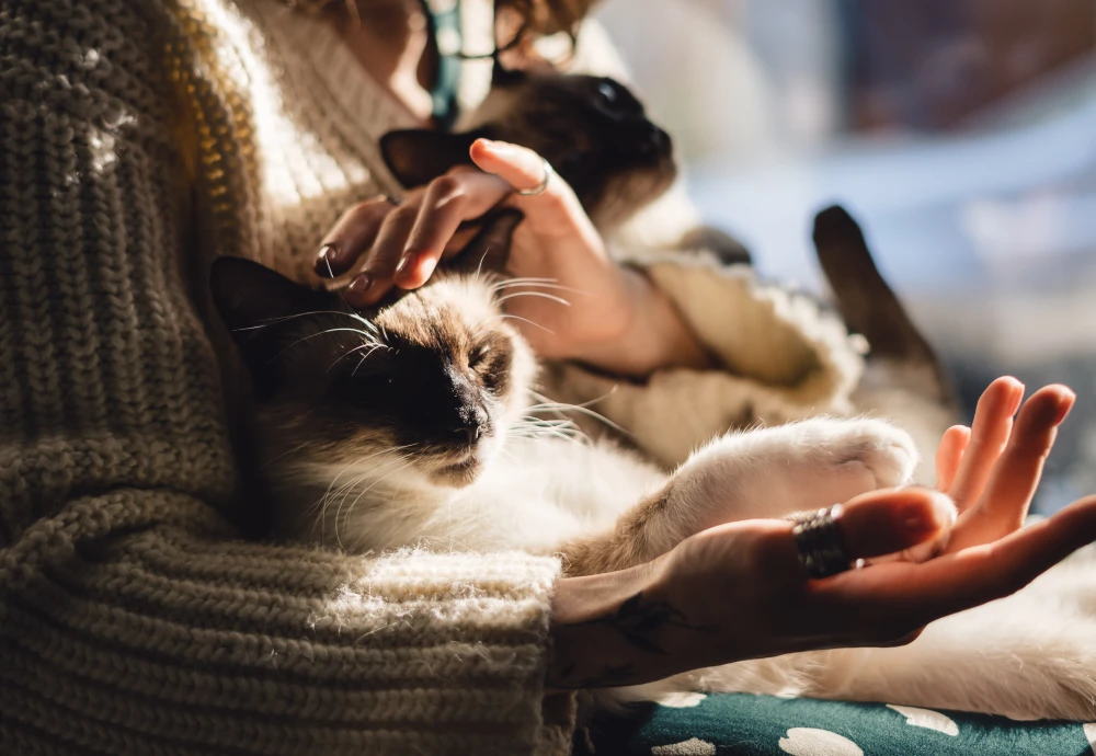best pet surveillance camera